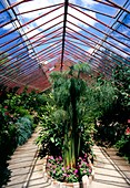 Mixed plants in a greenhouse