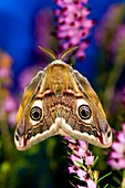 Male emperor moth