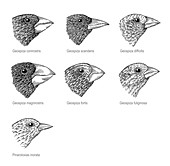 Galapagos finches,artwork