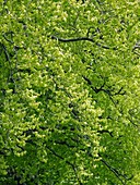 Beech (Fagus)