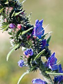 Viper's-bugloss (Echium vulgare)