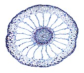 Water milfoil stem,light micrograph
