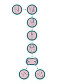 Cell division,artwork