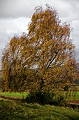 Autumn silver birch tree
