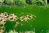 Eutrophication in a flooded field