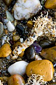 Peacock worms at low tide