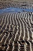 Sand ripples at low tide