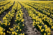 Daffodil (Narcissus sp.) farm