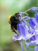 Bumblebee resting on a bluebell