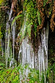 Icicles and ferns