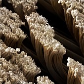 Gecko foot hairs,SEM