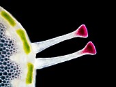 Thistle stem hairs,light micrograph