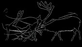 Rock engraving of reindeer,artwork