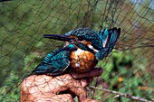 Common kingfisher caught for ringing