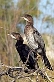 Pygmy cormorants perching on branches