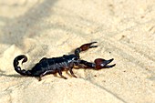 Israeli black scorpion on a sand dune