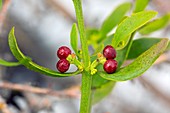 Mistletoe (Viscum cruciatum)