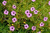 Erodium crassifolium