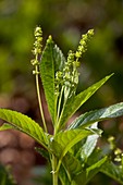 Dog's Mercury (Mercurialis perennis)