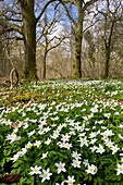 Wood Anemone (Anemone nemorosa)