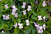 Viola odorata (Sweet Violets)