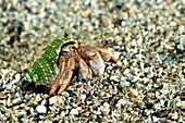 Hermit crab in a shell on sand