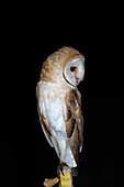 Barn owl at night