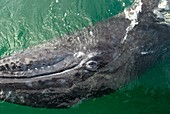 Gray whale eye and mouth