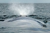 Blue whale exhaling