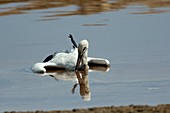 White stork drowning in the Dead Sea