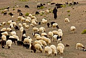 Shepherd with his flock