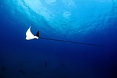 Spotted eagle ray