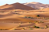 Saharan sand dunes