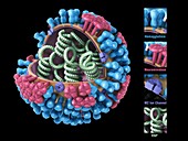 Influenza virus structure,3D artwork