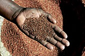 Handful of grain,Uganda