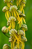 Man Orchid (Orchis anthropohora)