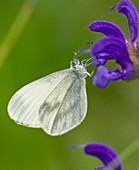 Wood White