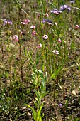 Cow Basil (Vaccaria hispanica)