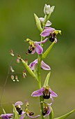 Bee Orchid (Ophrys apifera)