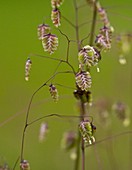 Quaking Grass (Briza media)