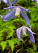 Alpine clematis (Clematis alpina)