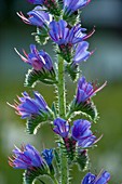 Viper's Bugloss (Echium vulgare)