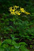 Doronicum austriacum