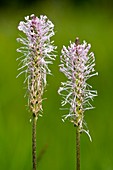 Hoary Plantain (Plantago media)