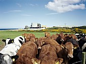 Wylfa nuclear power station,Wales