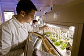 Microalgae biofuel research