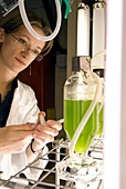 Microalgae biofuel research