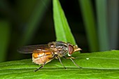 Beaked hoverfly (Rhingia campestris)