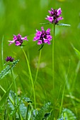 Stachys officinalis syn Betonica