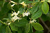 Fly honeysuckle (Lonicera xylosteum)